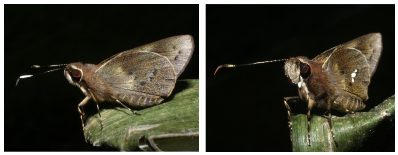 Surprising Insights Into the White Spots on Butterfly Wings