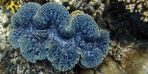 Powering the Future with Giant Clams graphic