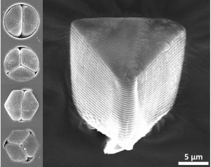 Creating Ultra-lightweight Materials That Expand With Heat