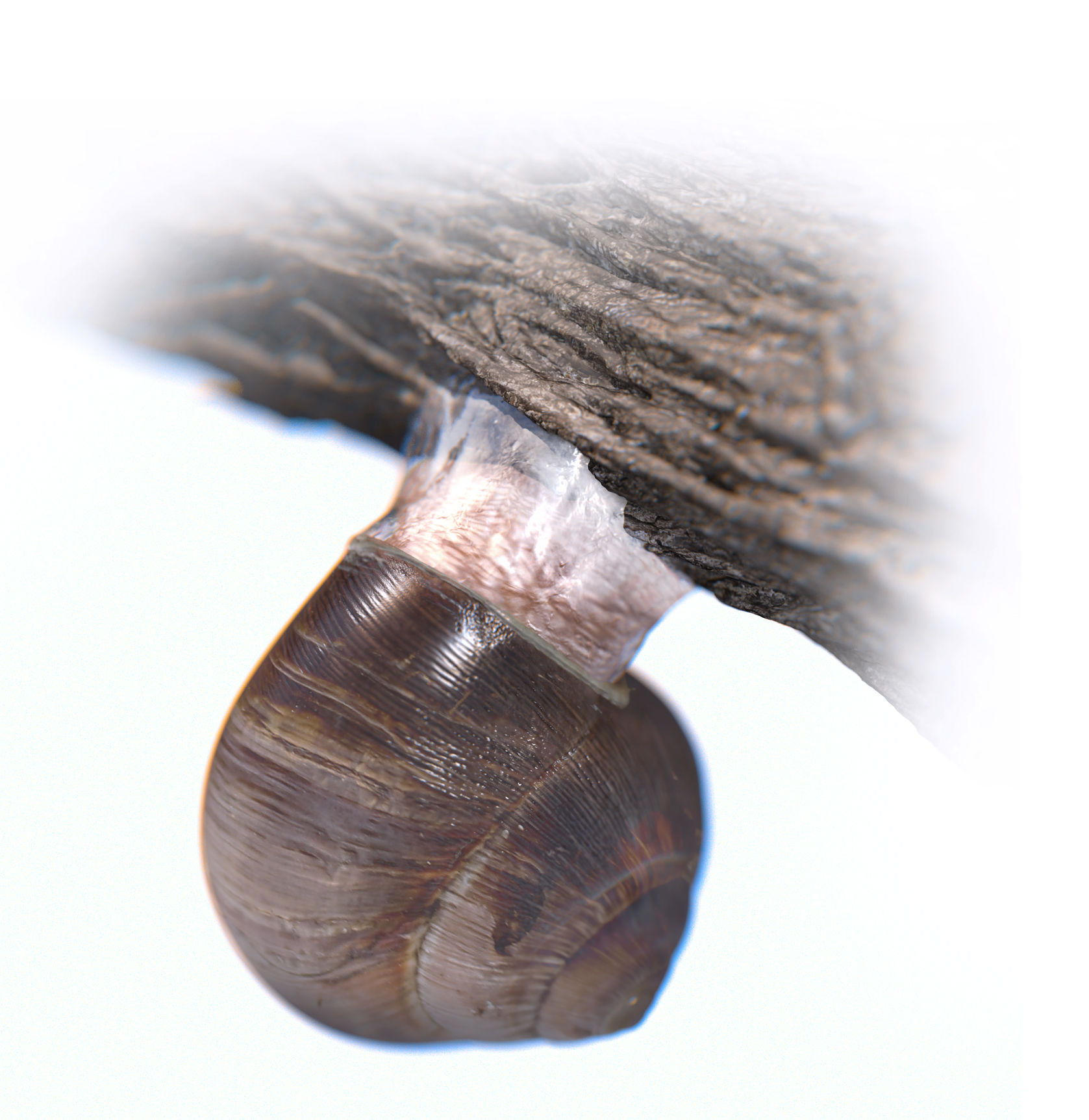 Cho 2019 PNAS snail image
